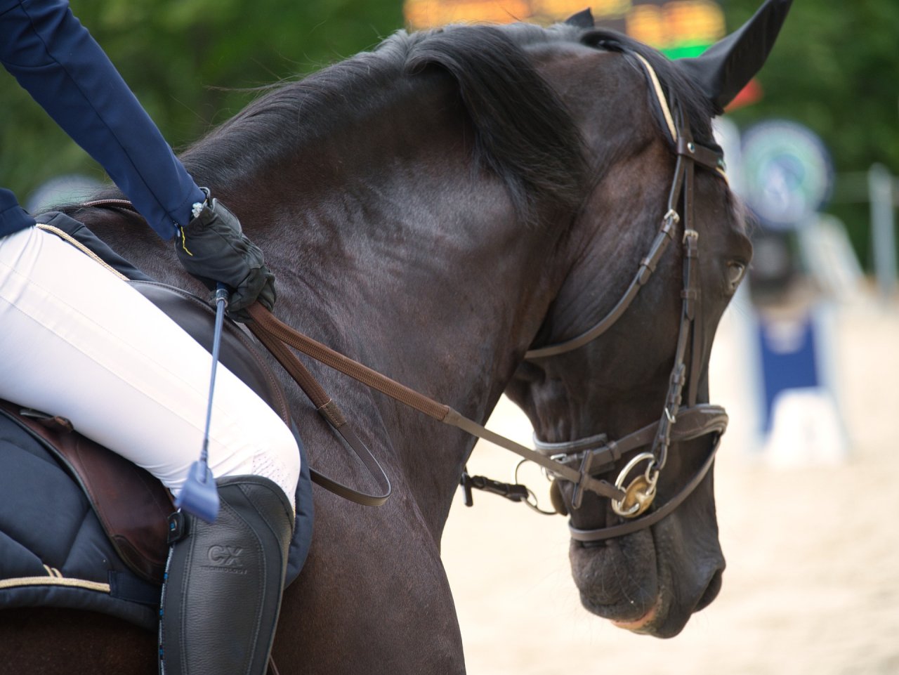 Paard
