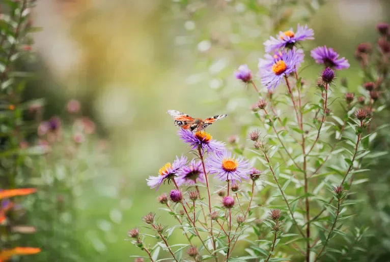 Flora en Fauna