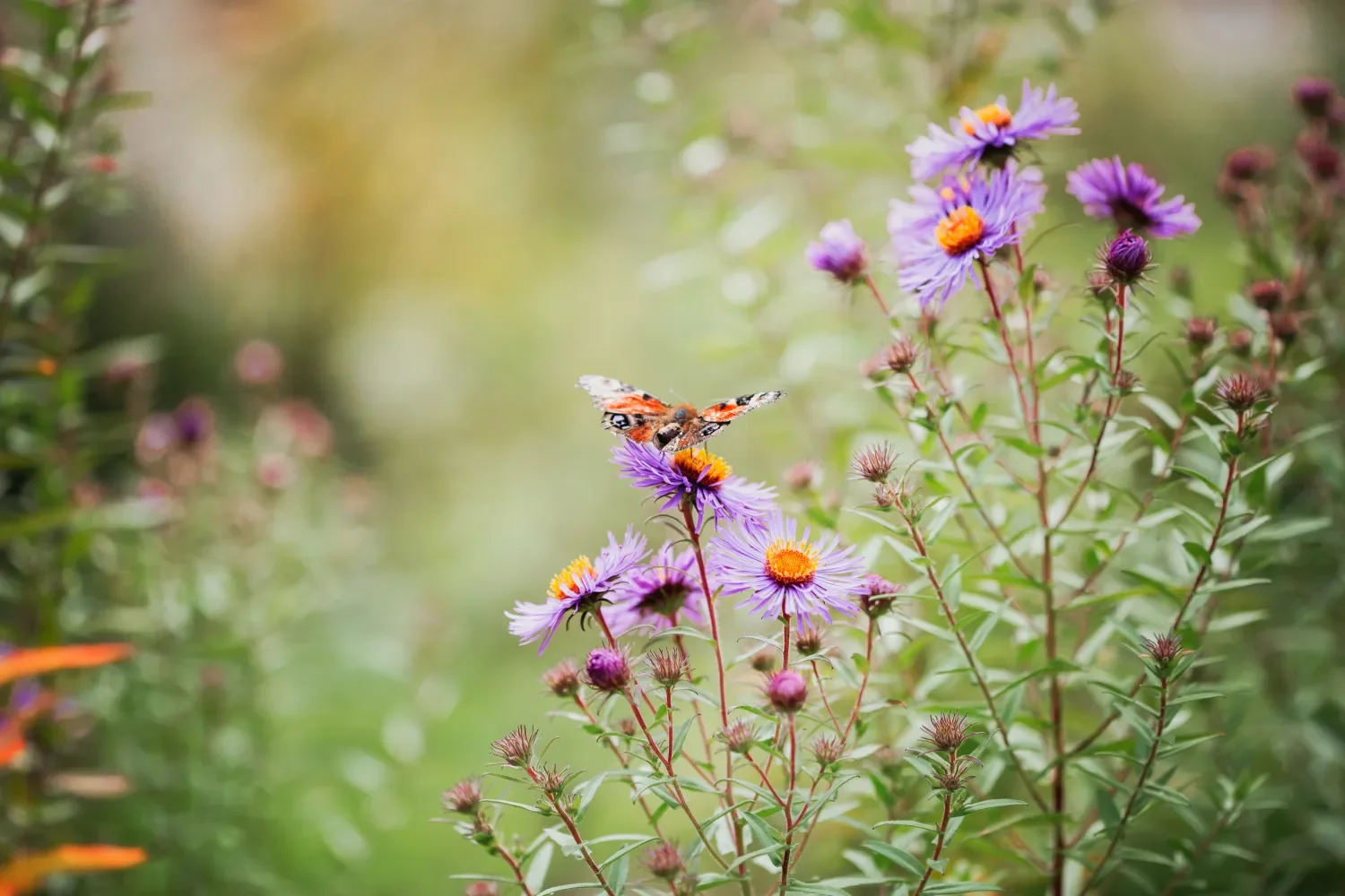 Flora en Fauna