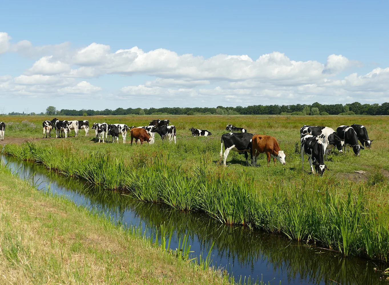 Agro
