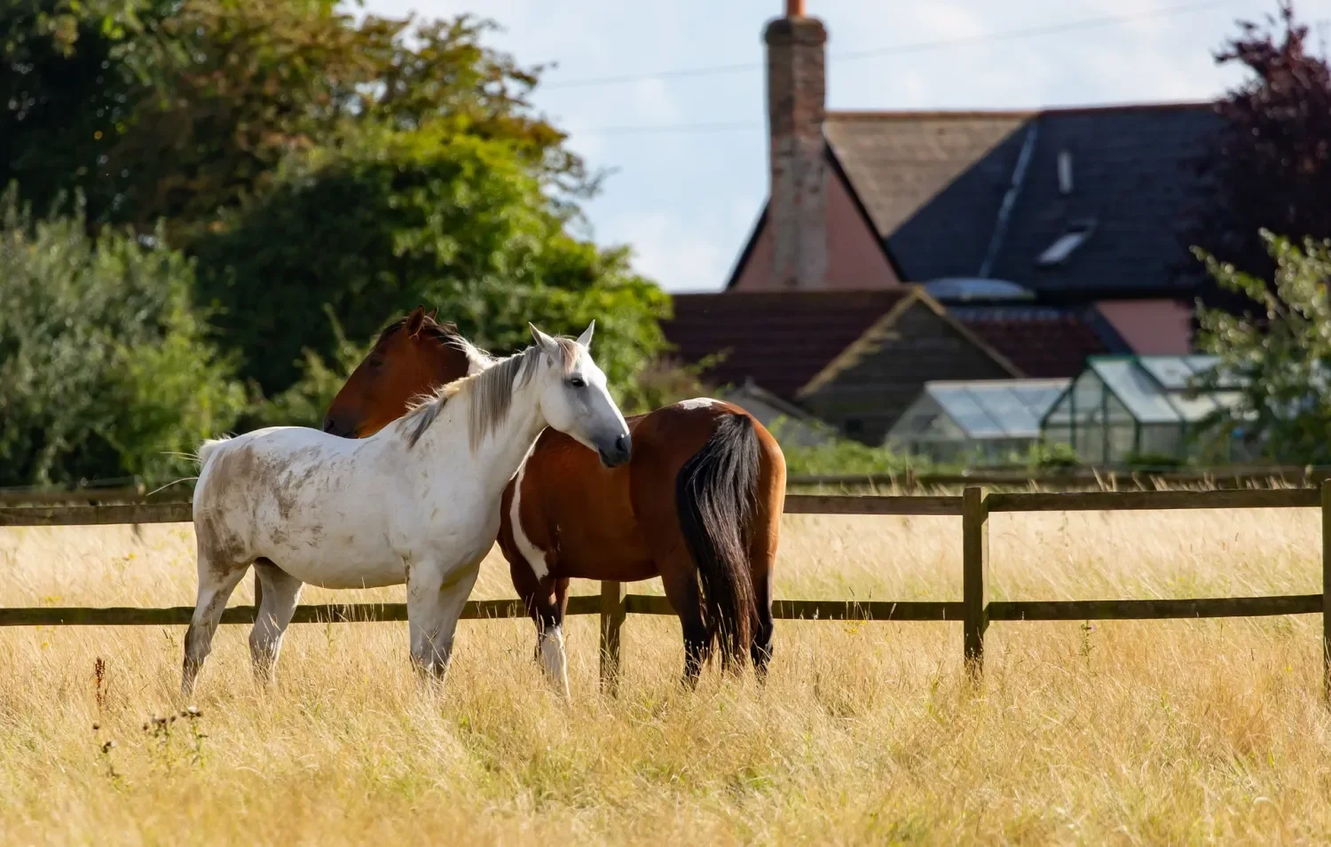 Paarden met boerderij