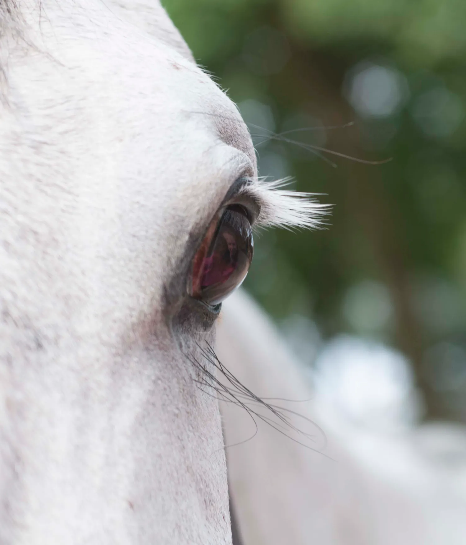 Paardenoog