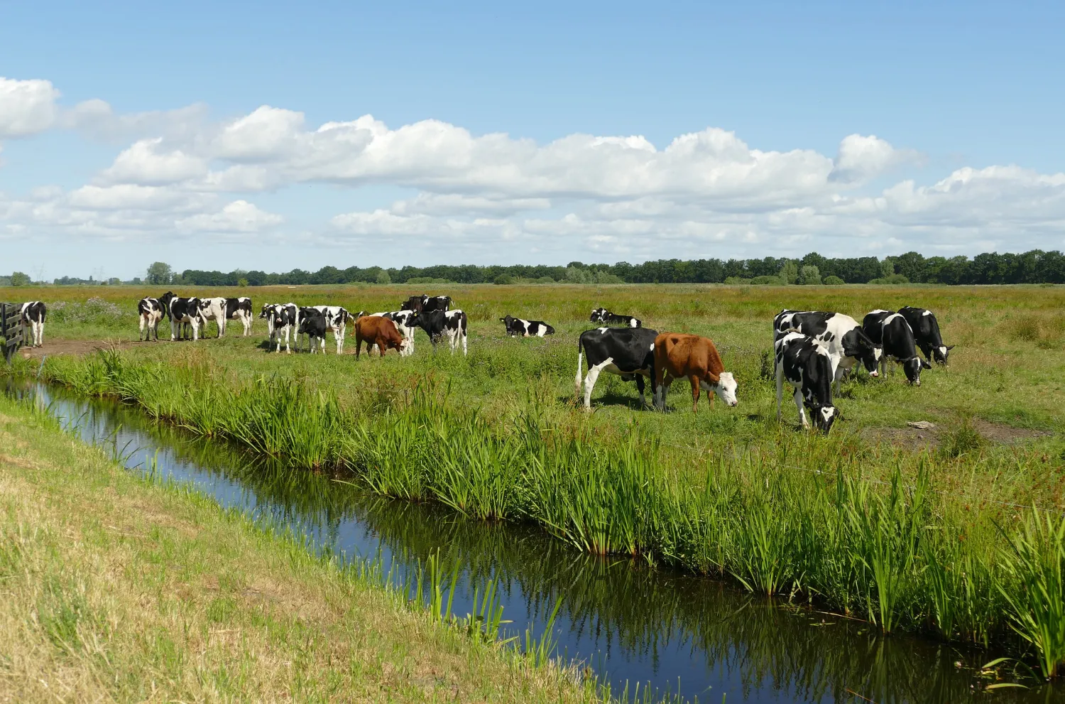 Agro