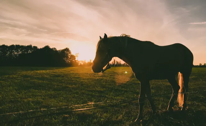Paard
