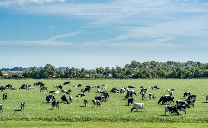 Koeien op grasveld
