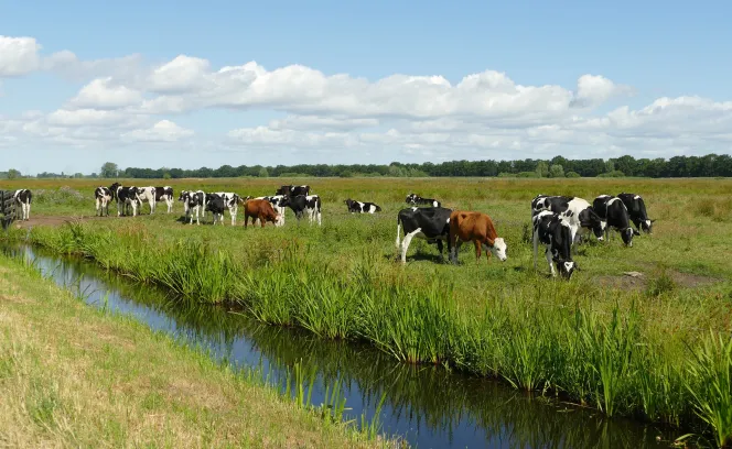 Agro