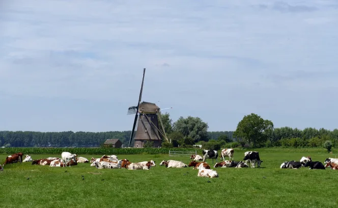 Opkoopregeling 