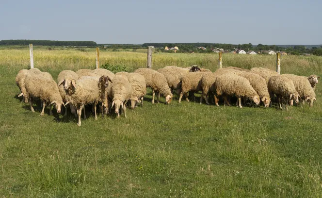 schapen