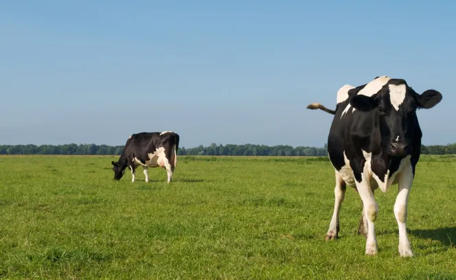 Melkvee