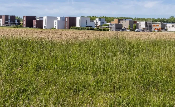 Pinksterbloem - kavel 223 0ong